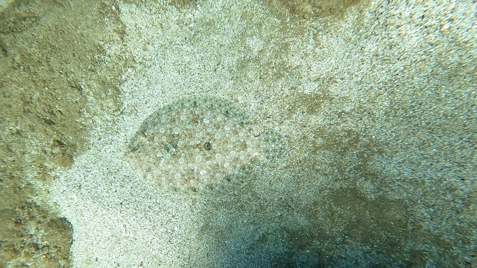 A close-up underwater photograph showing a pale, round sea urchin with numerous small, white spines embedded in a sandy seabed. The surrounding sand has a textured, granular appearance with subtle col