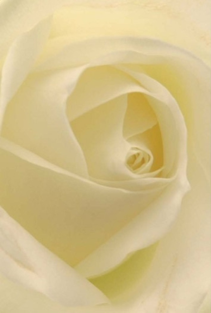 Examining this classically elegant white rose, one is drawn into its tranquil heart by a mesmerizing interplay of softness and layering, reminiscent of afternoon light streaming through Kensington's historic streets. Every petal blends hues of gentle white and cream, each fold catching the light as if the bloom is illuminated from within. For a florist in Kensington, this composition captures more than just floral beauty-it evokes moments of heartfelt giving across community occasions, from romantic tokens to graceful apologies, and as the perfect centrepiece for local weddings. The exquisitely spiraled core suggests purity and resilience, while nuanced shadows bestow the rose with quiet sophistication. The air is imagined to be perfumed with a clean, serene fragrance, soothing as a quiet walk near Kensington Palace. Crafted by hands attuned to the tastes of Kensington's residents, this rose reflects nature's wisdom and elevates every arrangement sent throughout the area with a touch of genuine artistry and local expertise.